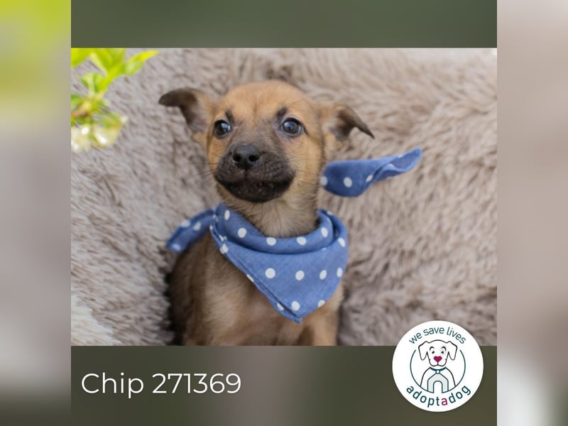 Chip 271369 sucht ein Zuhause