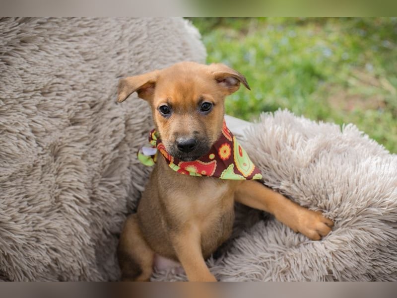 Spajder sucht ein Zuhause