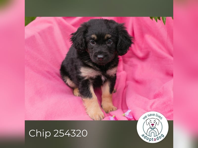 Chip 254320 sucht ein Zuhause