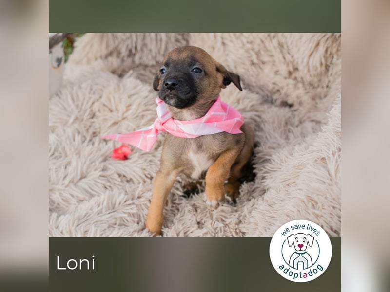 Loni sucht ein Zuhause