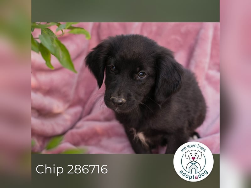 Chip 286716 sucht ein zu Hause