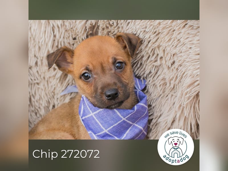 Chip 272072 sucht ein Zuhause