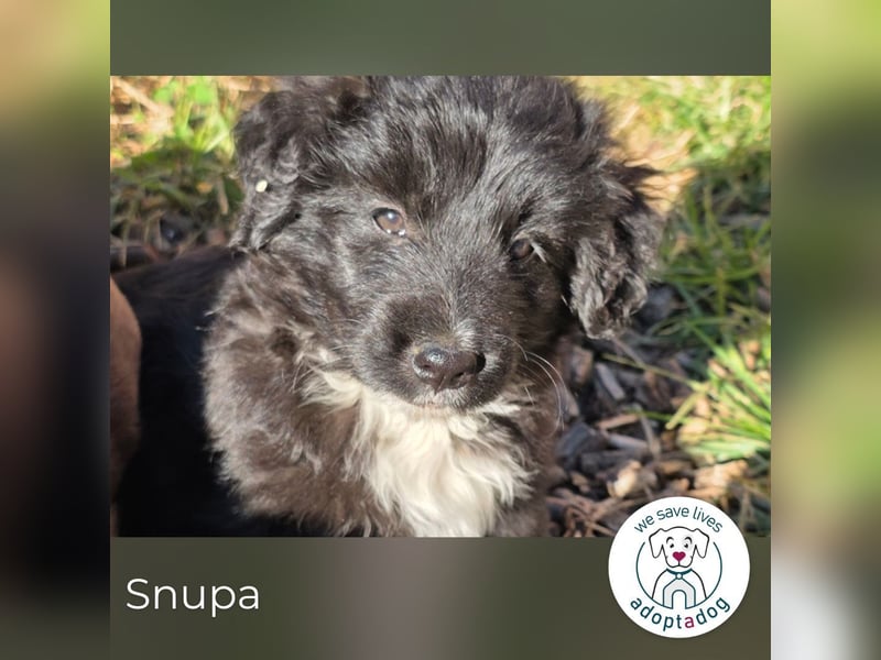 Snupa 289051 sucht ein zu Hause