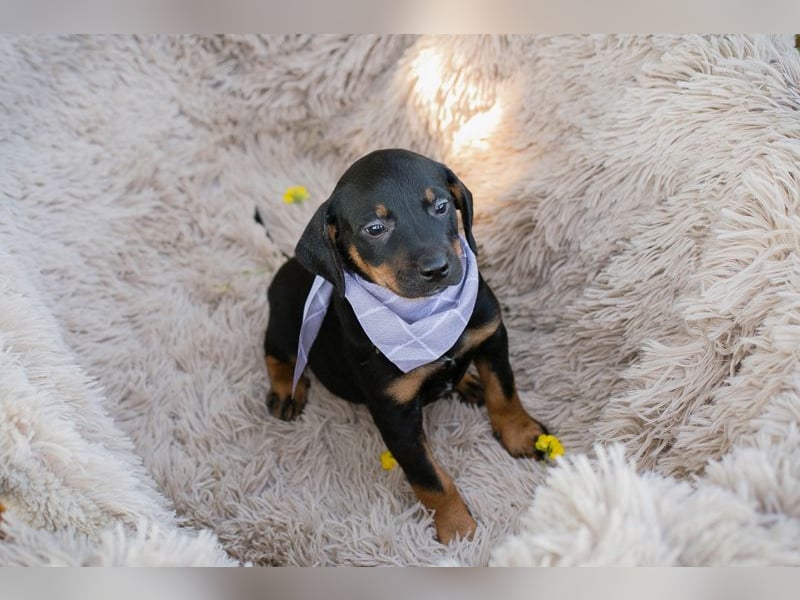 Chip 254240 sucht ein Zuhause