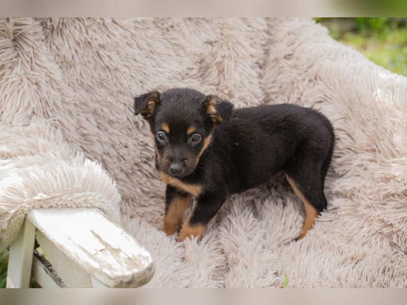 Chip 275953 sucht ein Zuhause