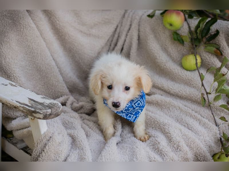 Chip 289629 sucht ein zu Hause