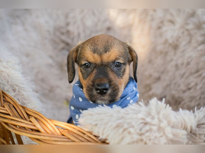 Chip 256109 sucht ein Zuhause