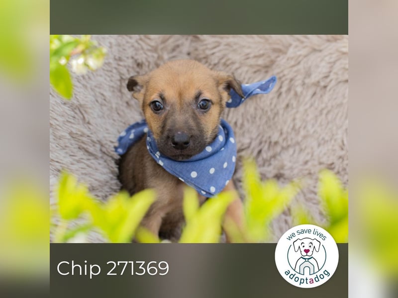 Chip 271369 sucht ein Zuhause