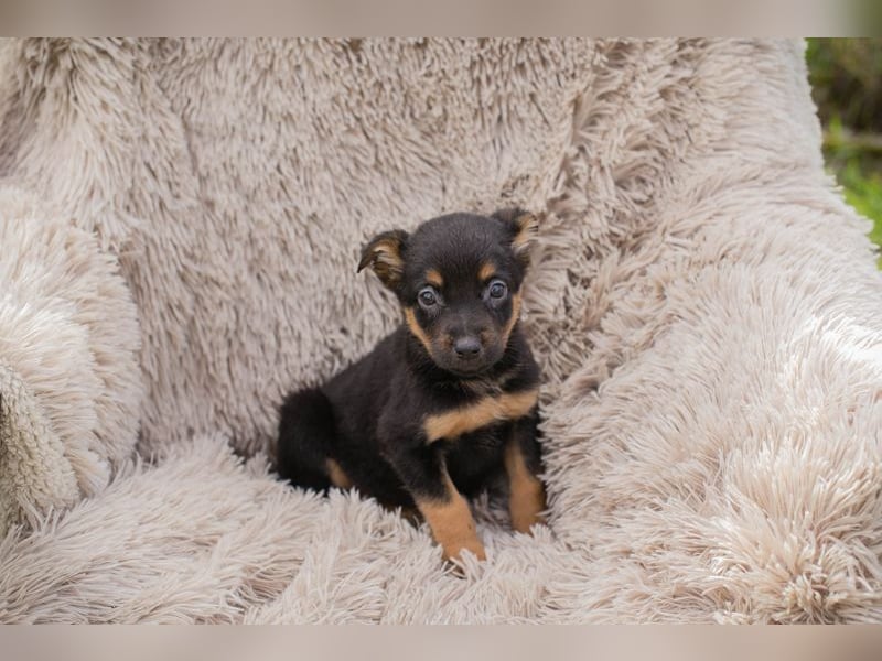 Chip 275953 sucht ein Zuhause