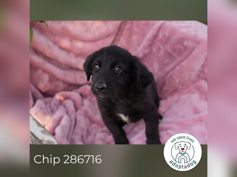 Chip 286716 sucht ein zu Hause
