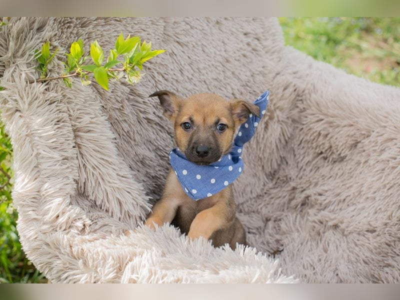 Chip 271369 sucht ein Zuhause