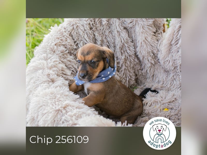 Chip 256109 sucht ein Zuhause