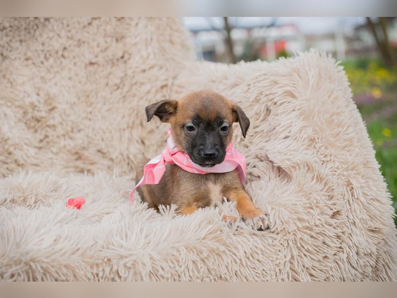 Loni sucht ein Zuhause