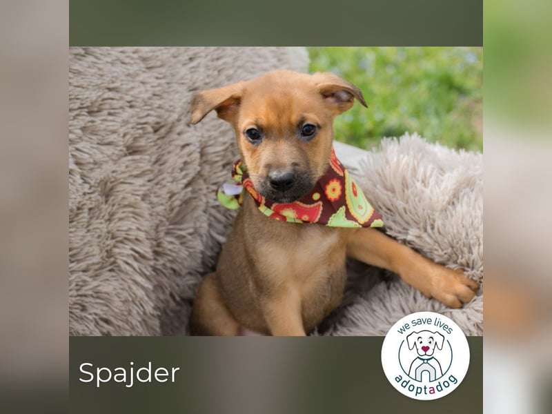 Spajder sucht ein Zuhause