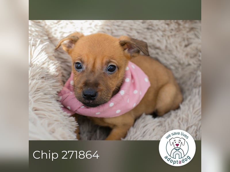 Chip 271864 sucht ein Zuhause
