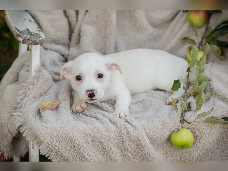 Chip 289415 sucht ein zu Hause