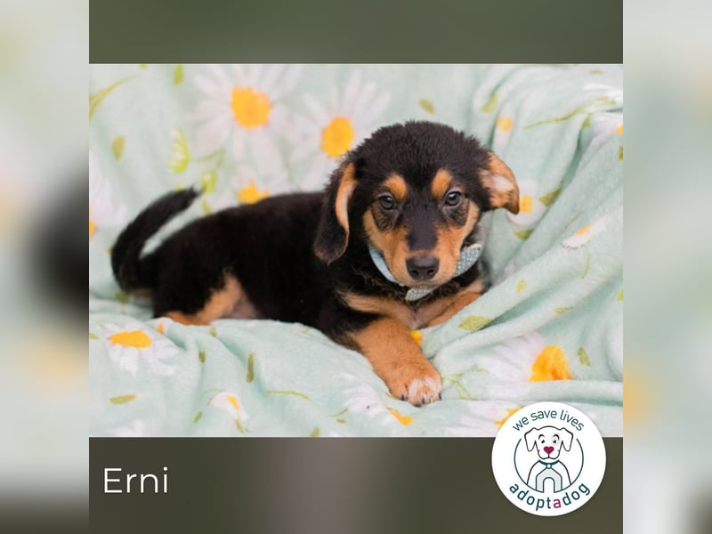 Erni sucht ein Zuhause