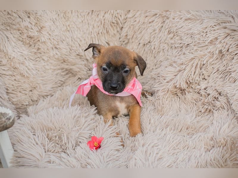 Loni sucht ein Zuhause