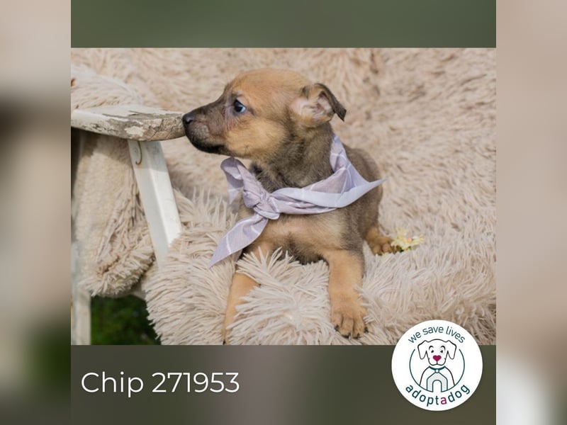 Chip 271953 sucht ein Zuhause