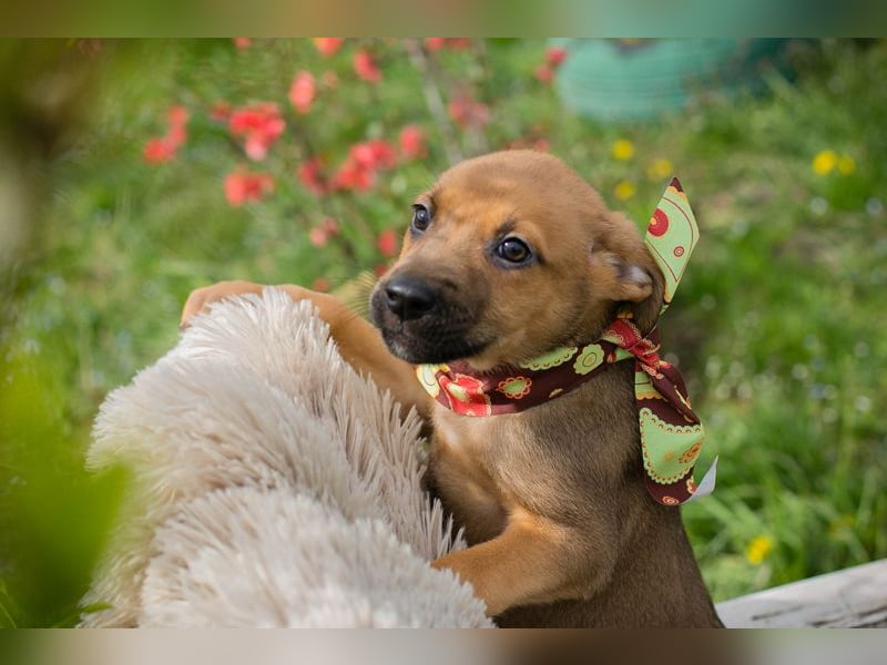 Spajder sucht ein Zuhause