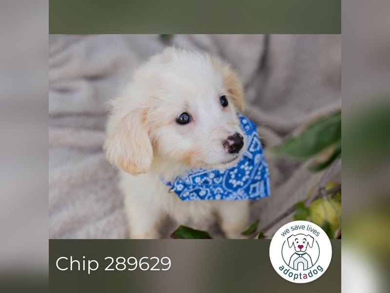 Chip 289629 sucht ein zu Hause