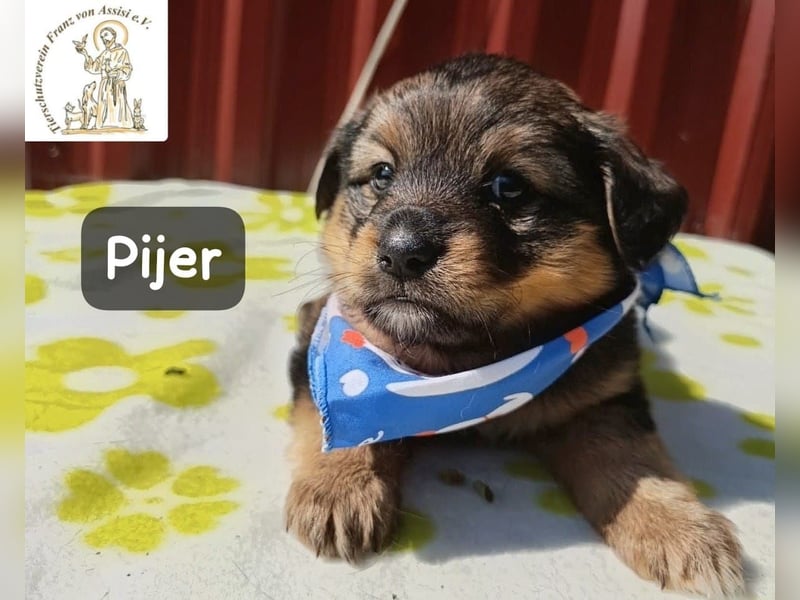 Pijer – Weil auch die Kleinsten ganz groß werden wollen!