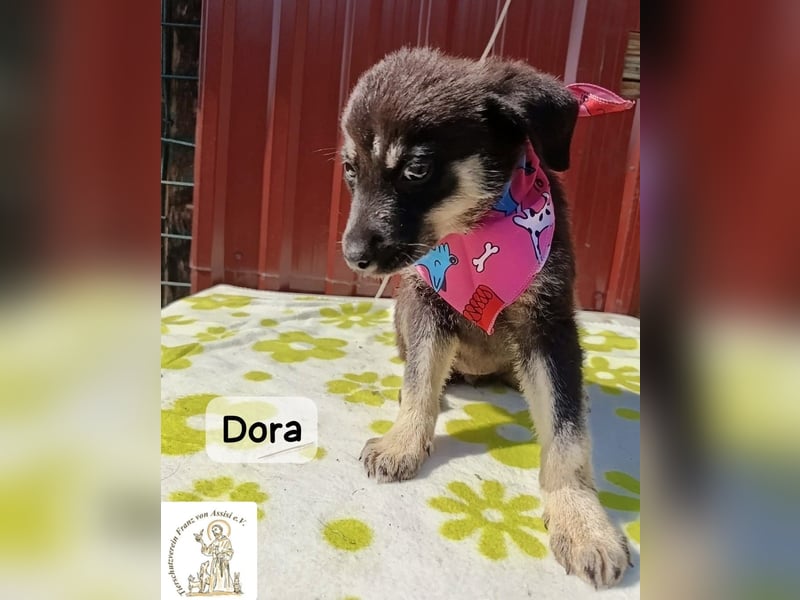 Dora – Kleine Heldin mit großen Träumen!