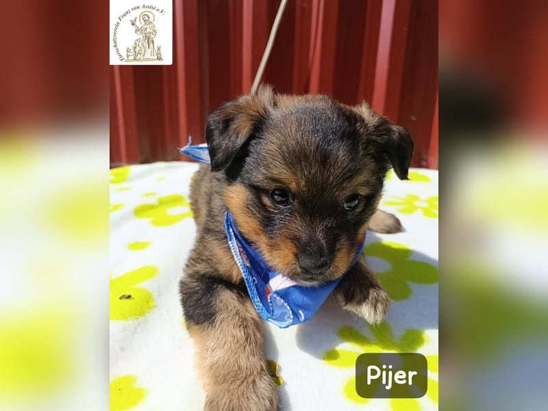 Pijer – Weil auch die Kleinsten ganz groß werden wollen!