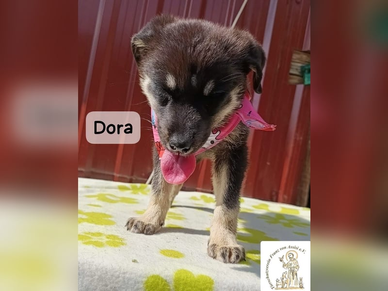 Dora – Kleine Heldin mit großen Träumen!