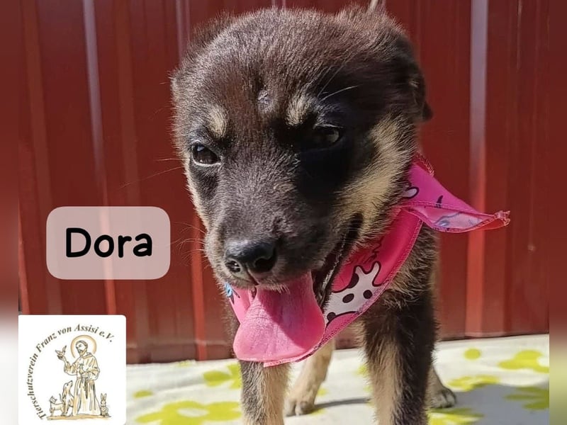 Dora – Kleine Heldin mit großen Träumen!