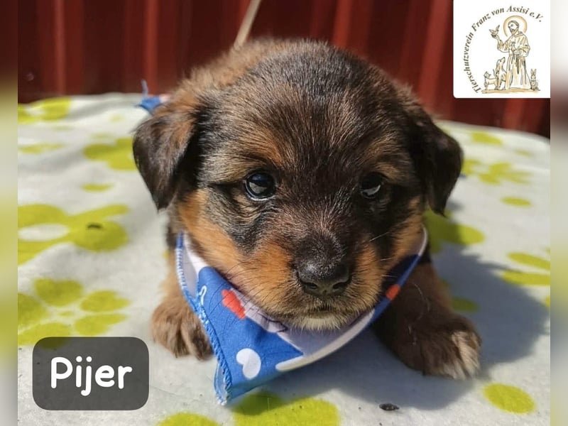 Pijer – Weil auch die Kleinsten ganz groß werden wollen!