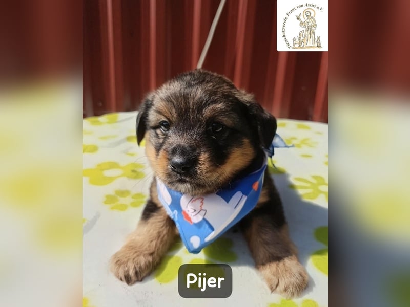 Pijer – Weil auch die Kleinsten ganz groß werden wollen!
