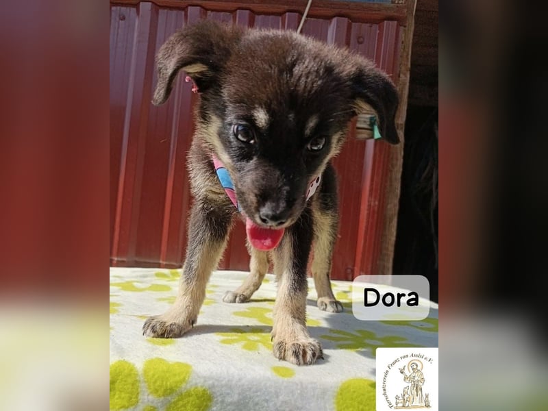 Dora – Kleine Heldin mit großen Träumen!