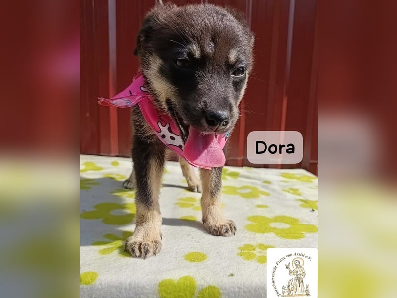 Dora – Kleine Heldin mit großen Träumen!