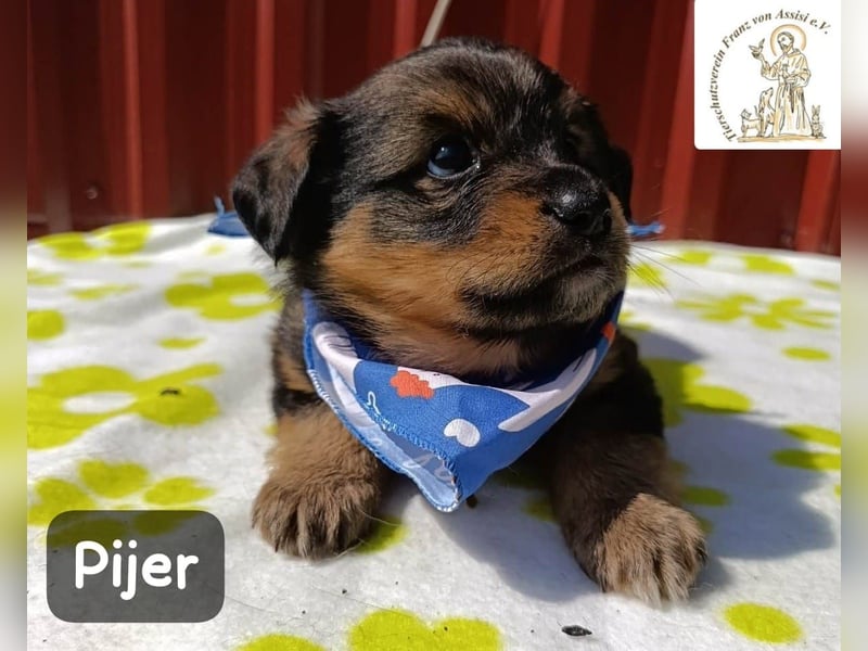 Pijer – Weil auch die Kleinsten ganz groß werden wollen!