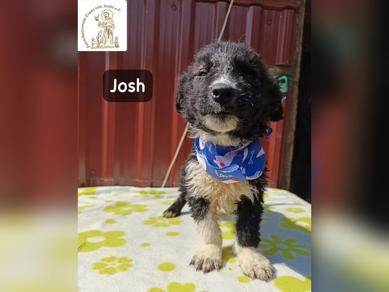 Josh – Ein kleiner Kerl mit einer großen Reise vor sich!