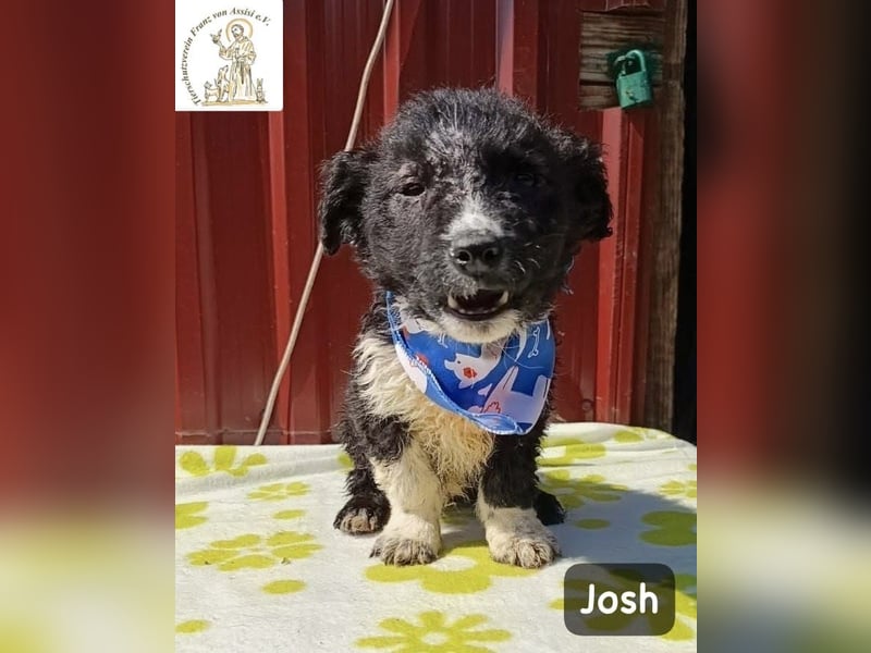 Josh – Ein kleiner Kerl mit einer großen Reise vor sich!