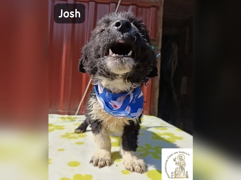 Josh – Ein kleiner Kerl mit einer großen Reise vor sich!