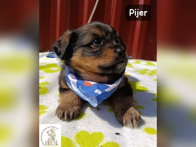 Pijer – Weil auch die Kleinsten ganz groß werden wollen!