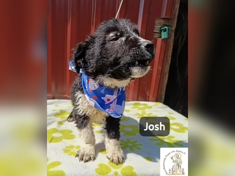 Josh – Ein kleiner Kerl mit einer großen Reise vor sich!
