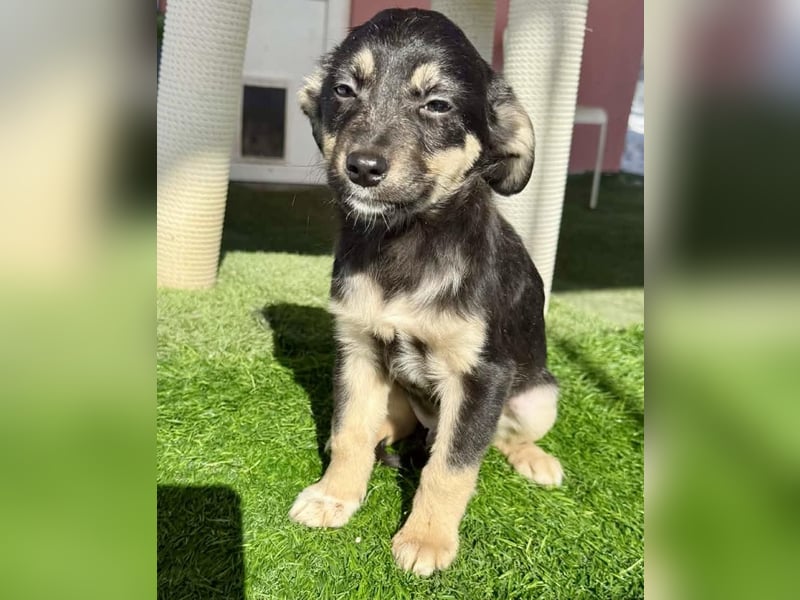 Kurti, zuckersüßer Welpenjunge....