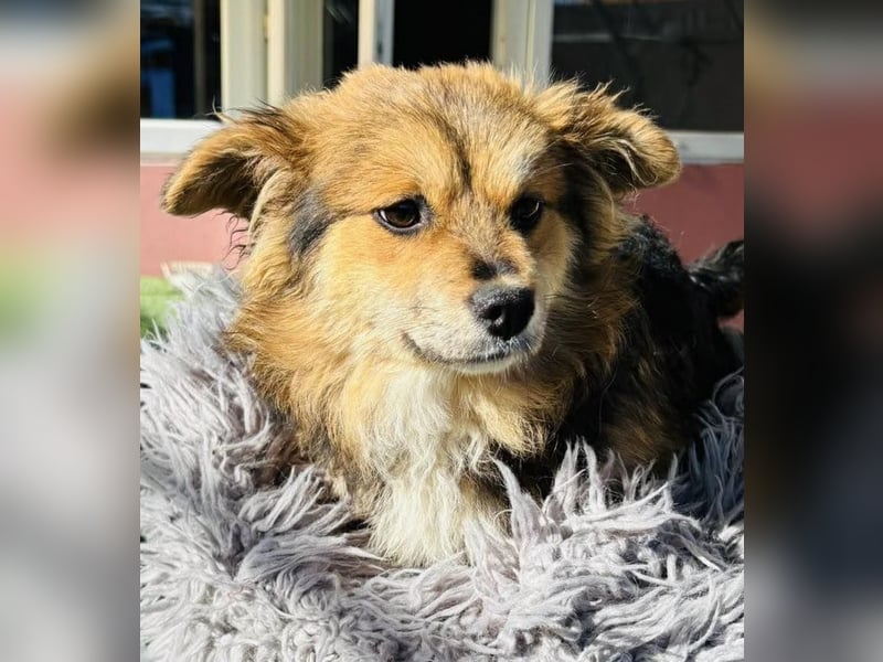 Mini Mäuschen Stella