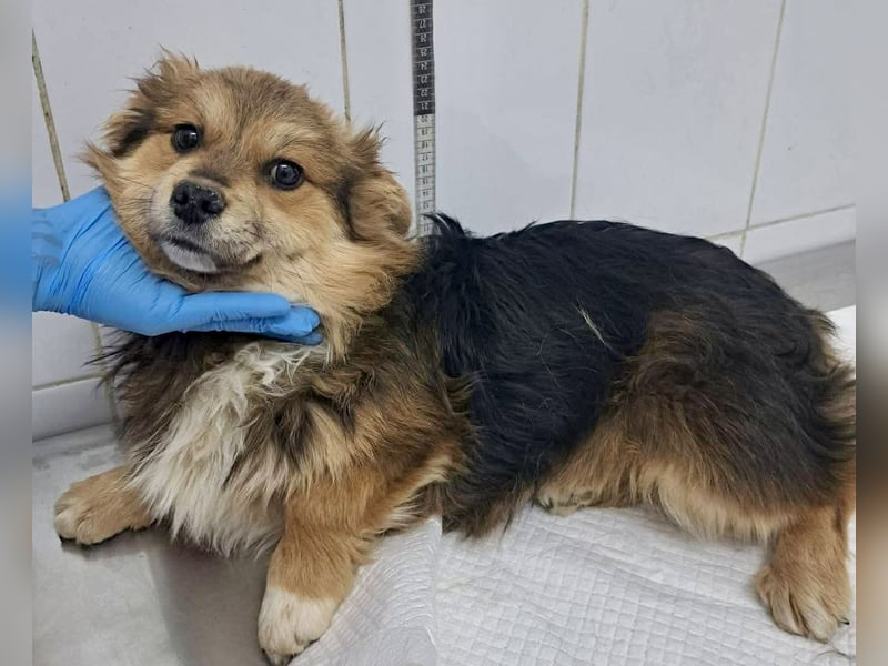 Mini Mäuschen Stella