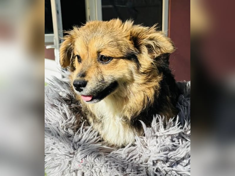 Mini Mäuschen Stella