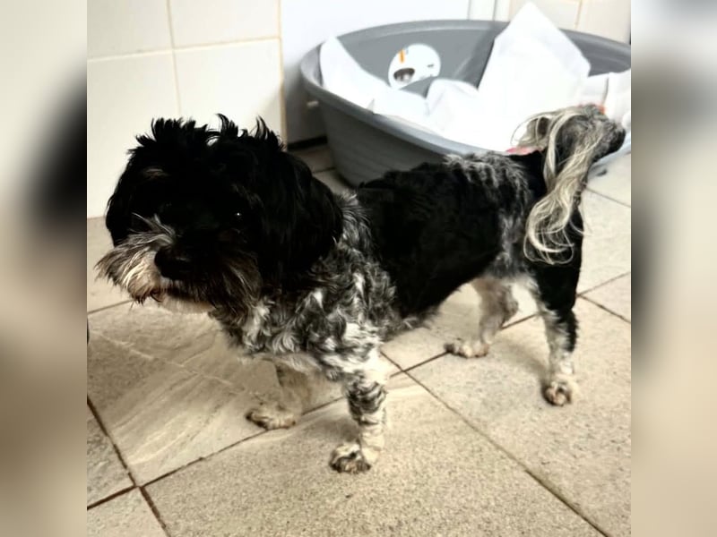 Josy – kleines Hundemädchen sucht ihr großes Glück