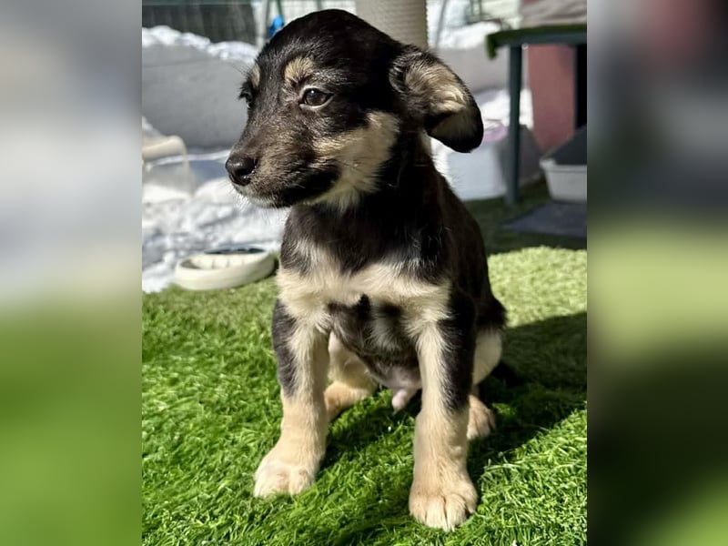 Kurti, zuckersüßer Welpenjunge....