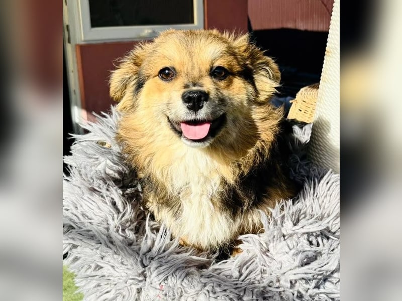 Mini Mäuschen Stella