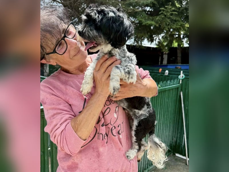 Josy – kleines Hundemädchen sucht ihr großes Glück