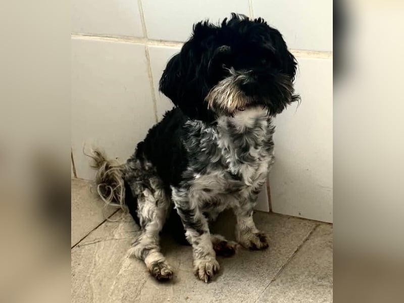 Josy – kleines Hundemädchen sucht ihr großes Glück