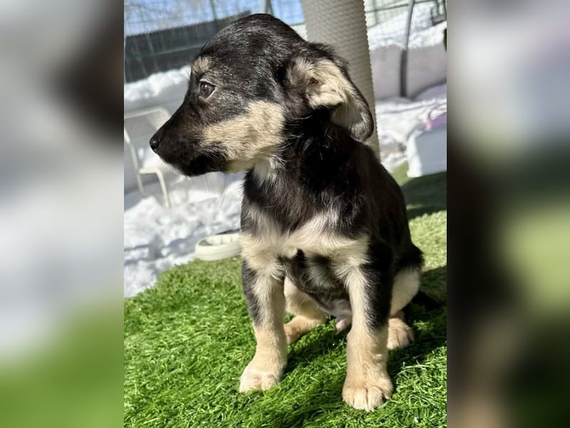 Kurti, zuckersüßer Welpenjunge....